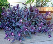 Mor Telgraf Çiçeği Fidanı 10-20 cm thumbnail 3