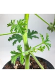 Pelargonium Graveolens - Itır Bitkisi Mis Kokulu (8.5 cm Saksıda) thumbnail 5