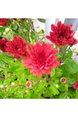 Kırmızı Bodur Kasımpatı Çiçeği Fidanı 10-20 cm thumbnail 1