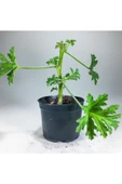 Pelargonium Graveolens - Itır Bitkisi Mis Kokulu (8.5 cm Saksıda) thumbnail 3
