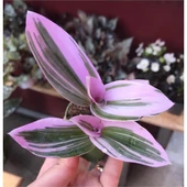 Tradescantia Nanouk Pembe Telgraf Çiçeği 10-20 cm thumbnail 3
