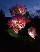 2 Adet Solar Güneş Enerjili Yapay Ortanca Çiçek Işık Peyzaj Bahçe Dekorasyon Aydınlatma Kazıklı Led thumbnail 2