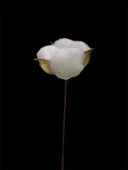 DEKORATİF 10LU PAMUK ÇİÇEK thumbnail 3