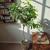 HEMEN Meyve Veren DEV BOY Limon Ağacı Fidanı (150 cm) – Saksılı, 7 Yaş thumbnail 2