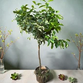 HEMEN Meyve Veren DEV BOY Limon Ağacı Fidanı (150 cm) – Saksılı, 7 Yaş thumbnail 1