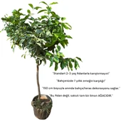 HEMEN Meyve Veren DEV BOY Limon Ağacı Fidanı (150 cm) – Saksılı, 7 Yaş thumbnail 3