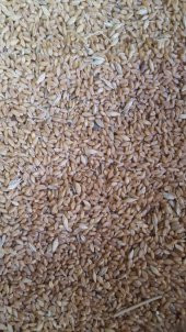 Yemlik Tane Buğday 1 Kg (güvercin Yemi) - 1