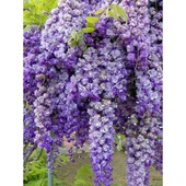 Tüplü Wisteria Sinensis Mor Salkım Fidanı 10-20 cm thumbnail 3