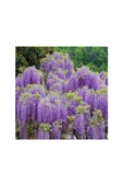 Tüplü Wisteria Sinensis Mor Salkım Fidanı 10-20 cm thumbnail 2