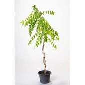 Tüplü Wisteria Sinensis Mor Salkım Fidanı 10-20 cm thumbnail 4