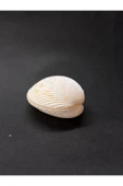 gemsartdeco BEYAZ COCKLES KABUK thumbnail 3