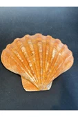 gemsartdeco Lion's Paw Scallop Kabuk thumbnail 1