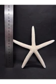 gemsartdeco PARMAK DENİZ YILDIZI thumbnail 4