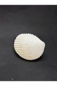 gemsartdeco BEYAZ COCKLES KABUK thumbnail 5