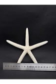 gemsartdeco PARMAK DENİZ YILDIZI thumbnail 3