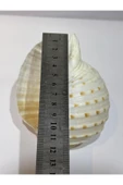 gemsartdeco TONA SKOSA SHELL thumbnail 3