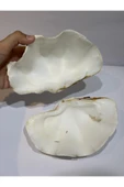 gemsartdeco TRIDACNA KOLEKSİYON KABUK thumbnail 3