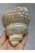 gemsartdeco UNDOSA SHELL thumbnail 5