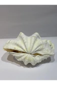 gemsartdeco TRIDACNA KOLEKSİYON KABUK thumbnail 6