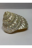 gemsartdeco UNDOSA SHELL thumbnail 3