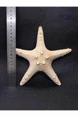 gemsartdeco BEYAZ DENİZ YILDIZI thumbnail 4