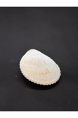 gemsartdeco BEYAZ COCKLES KABUK thumbnail 4
