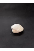 gemsartdeco BEYAZ COCKLES KABUK thumbnail 6