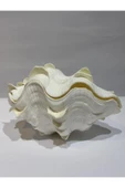 gemsartdeco TRIDACNA KOLEKSİYON KABUK thumbnail 4