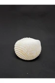gemsartdeco BEYAZ COCKLES KABUK thumbnail 7