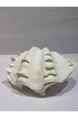 gemsartdeco TRIDACNA KOLEKSİYON KABUK thumbnail 2