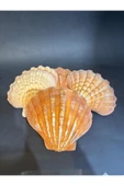 gemsartdeco Lion's Paw Scallop Kabuk thumbnail 5