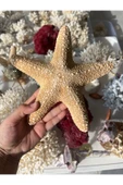 gemsartdeco Deniz Yıldızı Büyük Boy thumbnail 3