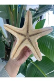 gemsartdeco Deniz Yıldızı Büyük Boy thumbnail 2