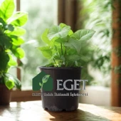 Melek Kanadı Çiçeği (Syngonium podophyllum)- 3 lt Saksıda thumbnail 4