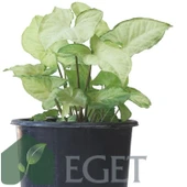 Melek Kanadı Çiçeği (Syngonium podophyllum)- 3 lt Saksıda thumbnail 3