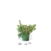 Yeşim Ağacı/Filazığı (Portulacaria afra) thumbnail 1