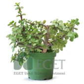 Yeşim Ağacı/Filazığı (Portulacaria afra) thumbnail 3