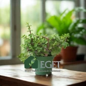 Yeşim Ağacı/Filazığı (Portulacaria afra) thumbnail 4