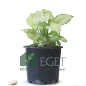 Melek Kanadı Çiçeği (Syngonium podophyllum)- 3 lt Saksıda thumbnail 2