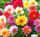 YERLİ YILDIZ ÇİÇEĞİ SOĞANI 3 ADET thumbnail 1