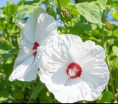 YERLİ DEV HATMİ ÇİÇEĞİ TOHUMU 10 ADET TOHUM thumbnail 1