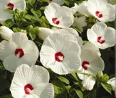 YERLİ DEV HATMİ ÇİÇEĞİ TOHUMU 10 ADET TOHUM thumbnail 2