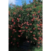 Acem Borusu Campsis Radicans 30-50 cm thumbnail 2