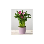 Gala Gelin Çiçeği (Calla Lily) Pembe 10-20 cm thumbnail 2