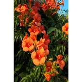 Acem Borusu Campsis Radicans 30-50 cm thumbnail 1