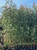 2 adet, 3 YAŞ TÜPLÜ HIZLI BÜYÜYEN,BATAKLIK KURUTAN OKALİPTUS FİDANI BOY 200-250 CM thumbnail 2