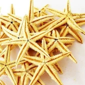 Gerçek Deniz Yıldızı 10'lu Paket thumbnail 1