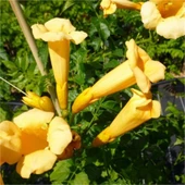 Campsis Radicans Yellow Trumpet Sarı Acem Borusu Fidanı 20-40 cm thumbnail 2