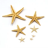 Gerçek Deniz Yıldızı 10'lu Paket thumbnail 2