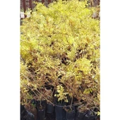 Acem Borusu Campsis Radicans 30-50 cm thumbnail 3